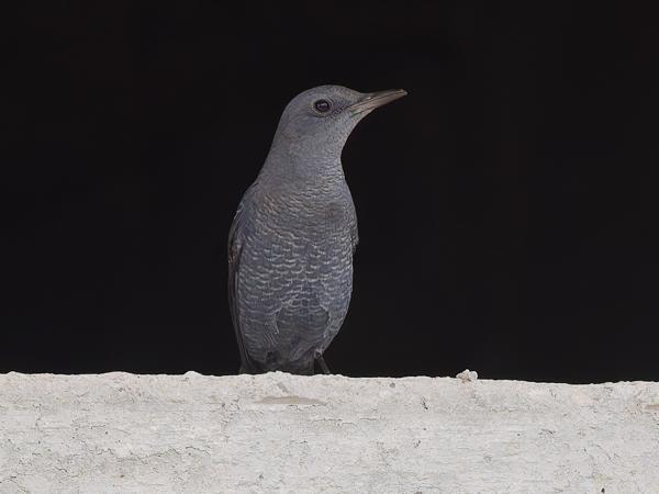 <h3><a href="/trips/marokko/biota/animalia/chordata/aves/040 passeriformes/108 muscicapidae/monticola solitarius/monticola solitarius-nl.html">Monticola&nbsp;solitarius</a> / Blue&nbsp;rock&nbsp;thrush / Blauwe&nbsp;rotslijster</h3>OM-1 Mark II met OLYMPUS M.150-400mm F4.5 TC, 1/2000 sec  bij F5.6, ISO 3200, afstand 27.9&nbsp;m
